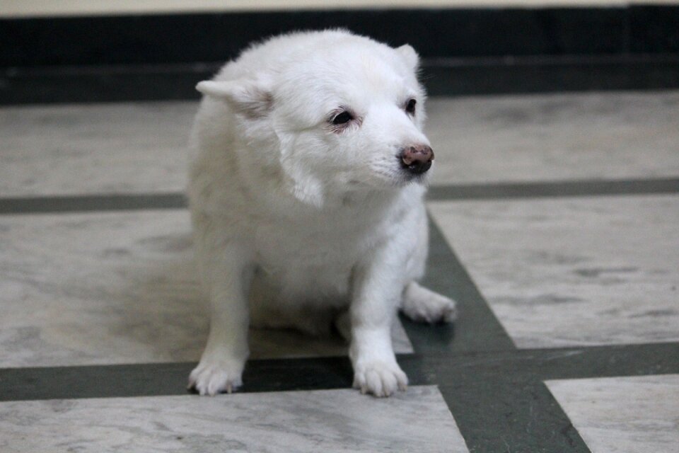 Expression japanese spitz bitch