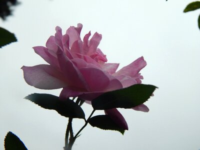 Pink flower open pink petals photo
