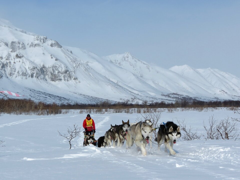 Race sleds dog sled race