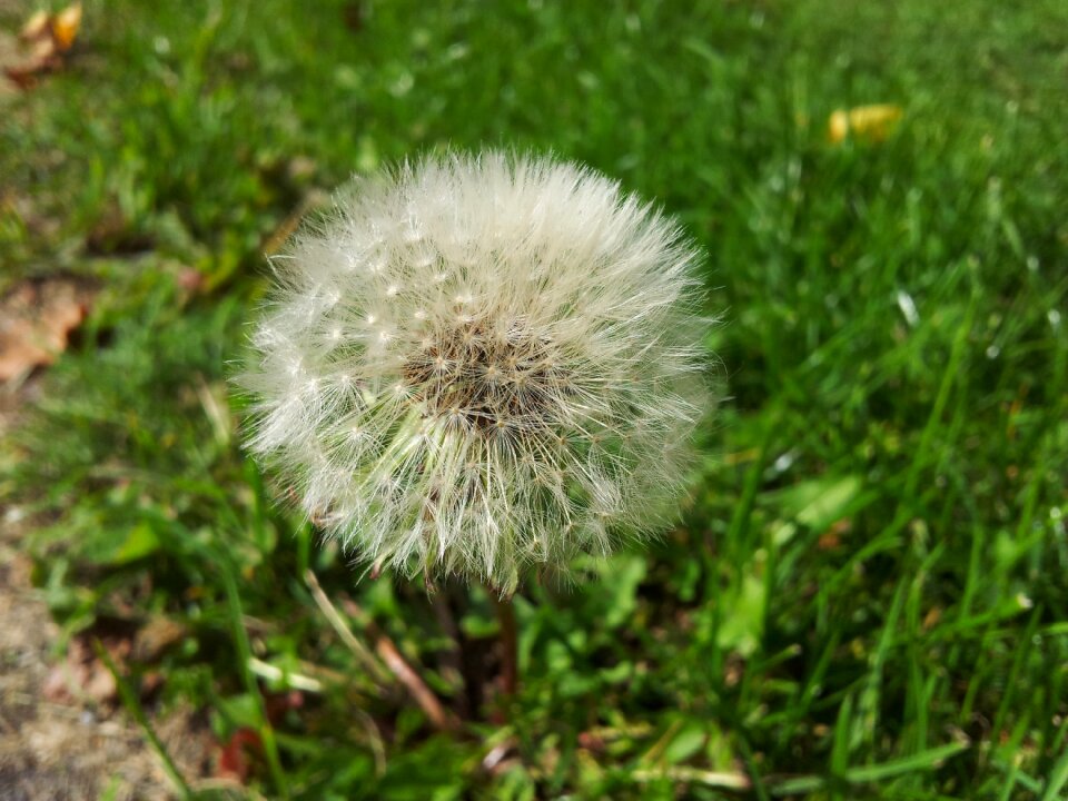 Plant plants flower