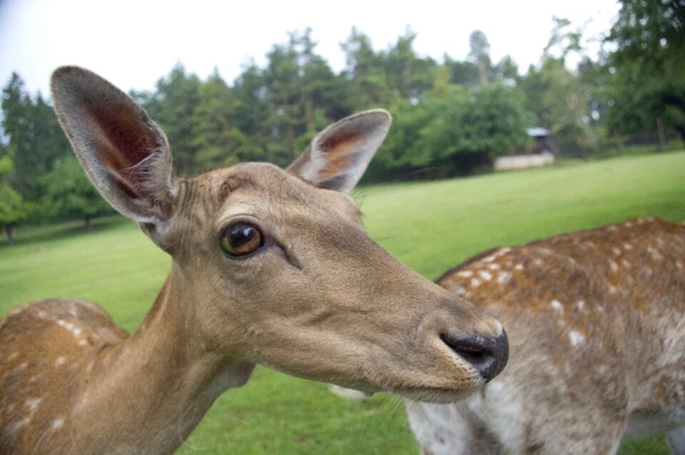 Deer animal the zoo