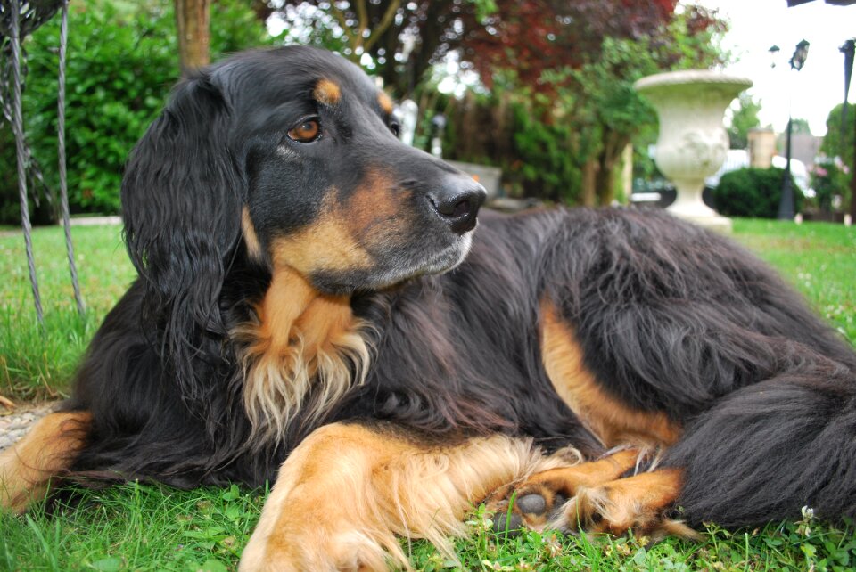 Hovawart dog purebred dog