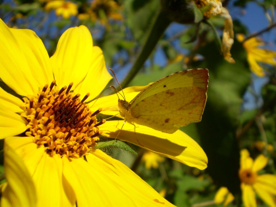 Spring butterfly sucking
