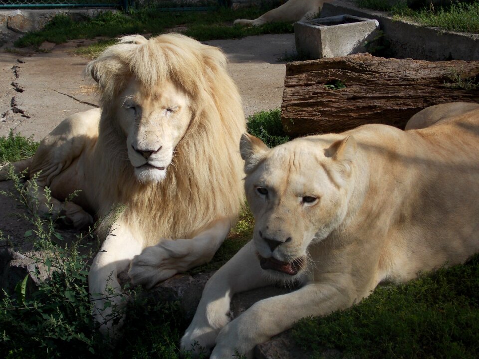 Dier dierentuin wild