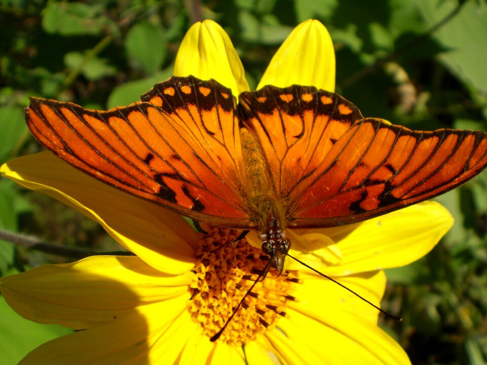 Yellow flower hostal sucking