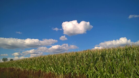 Cornfield hochsauerland nature