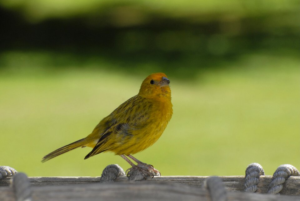Nature environment birdie