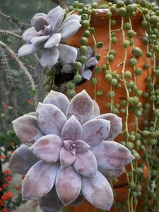 Garden nature succulent photo