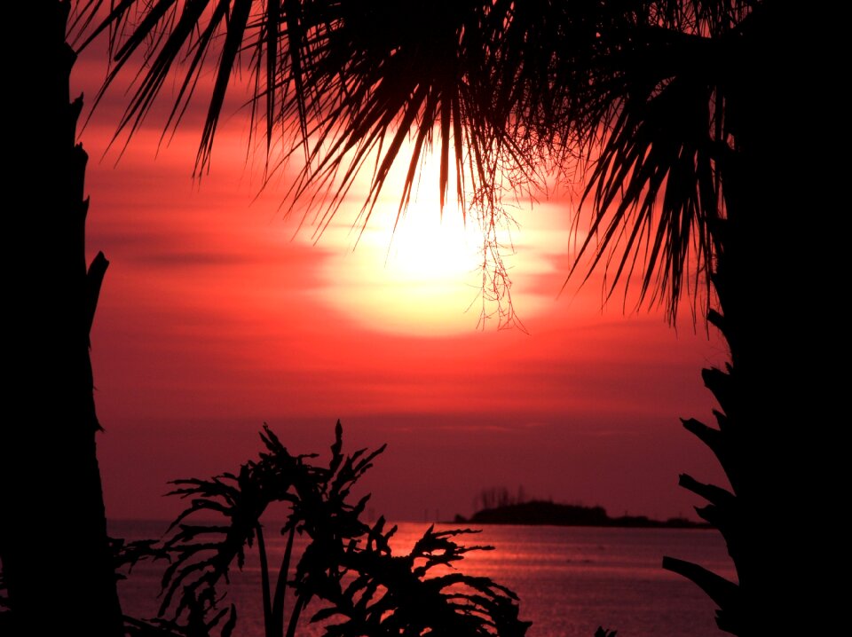 Palm trees ocean