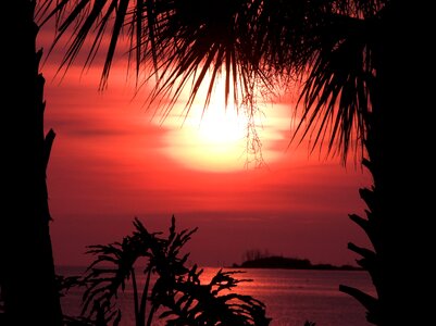 Palm trees ocean photo