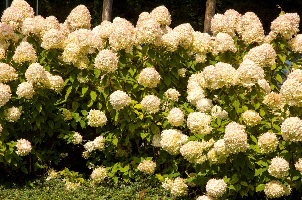 Nature garden garden plant