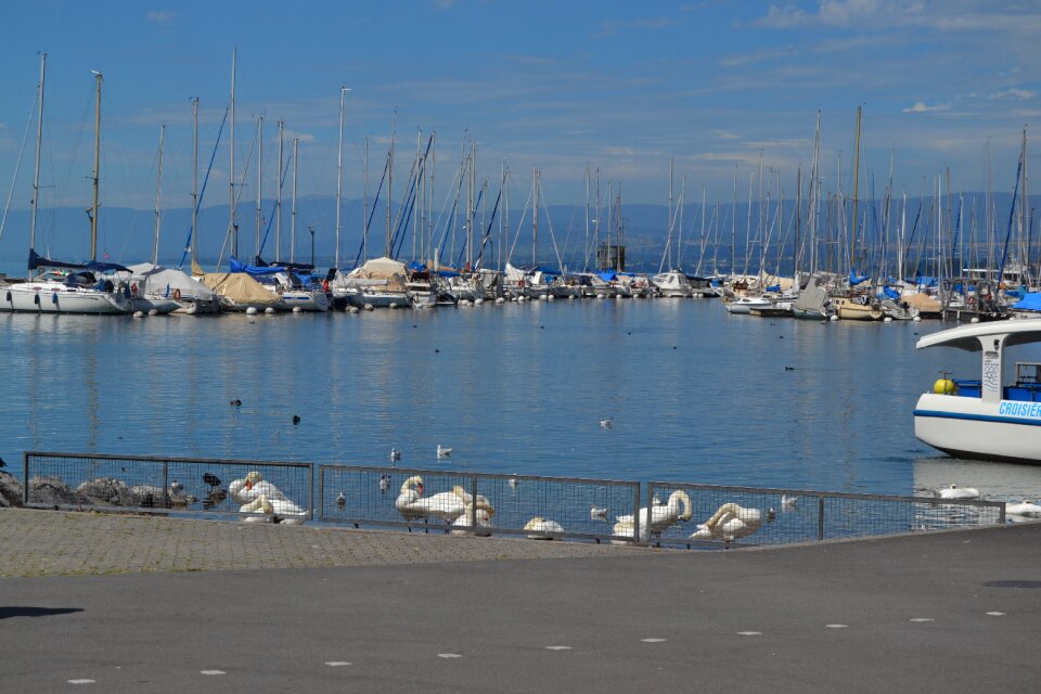 Swans city white