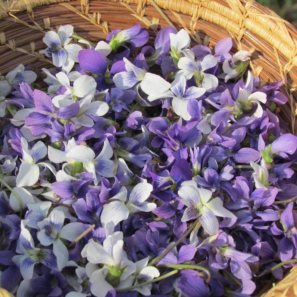 Purple white nature