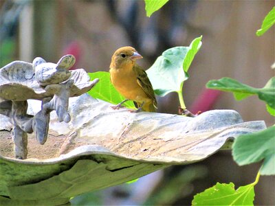 Birdbath wildlife