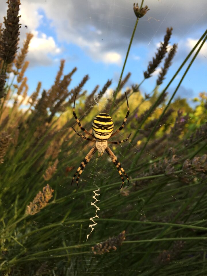 Wasp spider garden nature