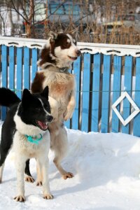 Race sleds dog sled race