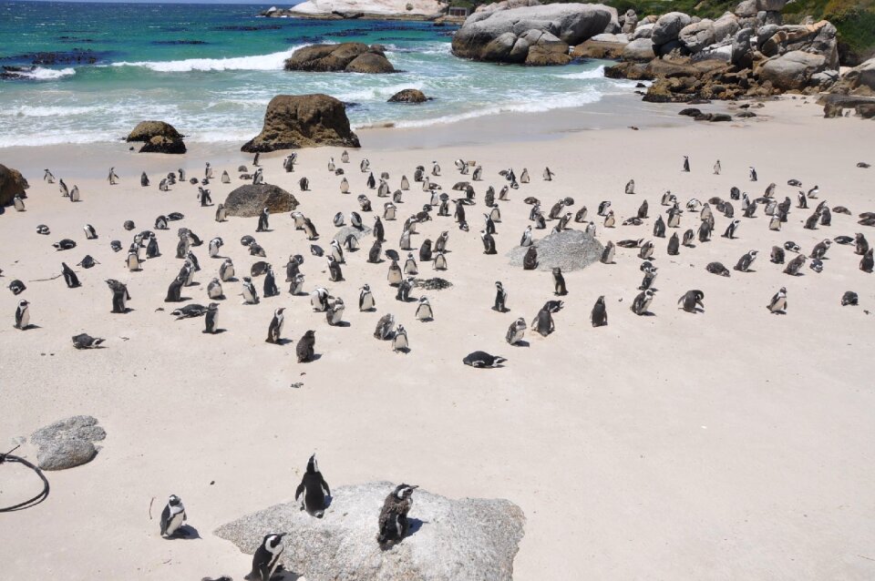 Wildlife south africa