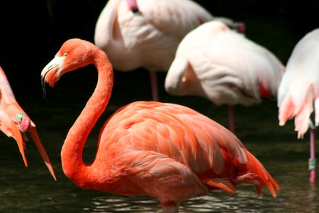 Flamingo pink