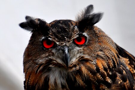 Owls pharaoh eagle owl eyes