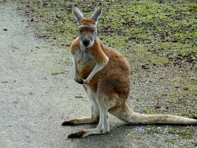 Dier buideldier wallaby