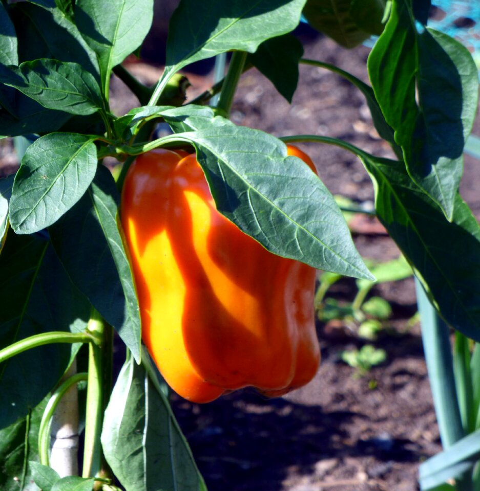 Kitchen food garden