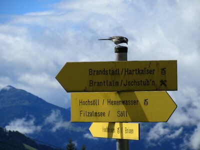 Bird board alps photo