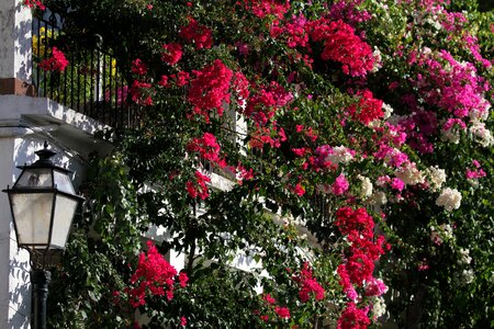Street lamp pink summer