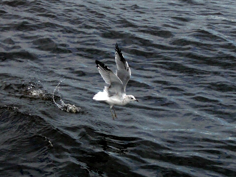 Bird take off nature