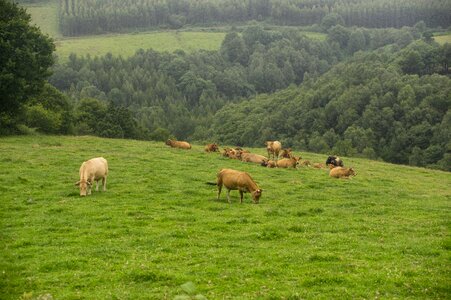 Animals veal prado photo