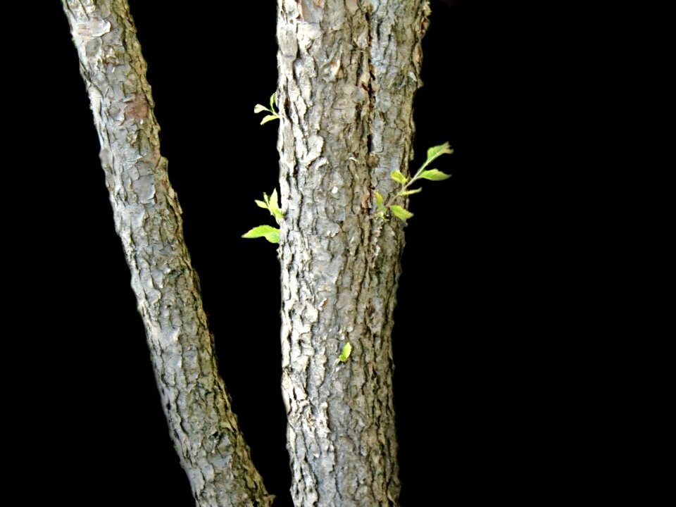 Texture trunk pattern