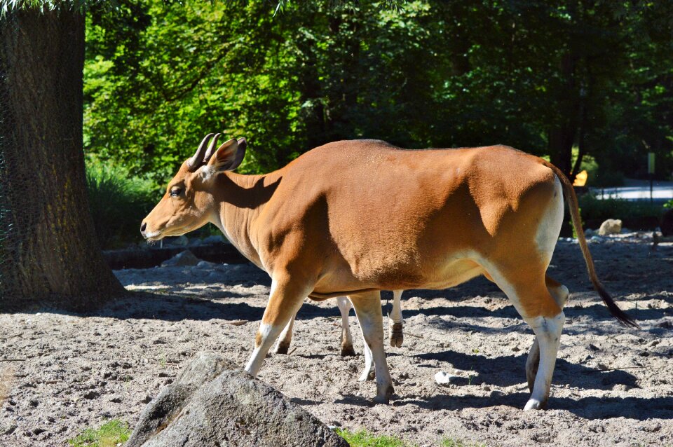 Cattle horns agriculture
