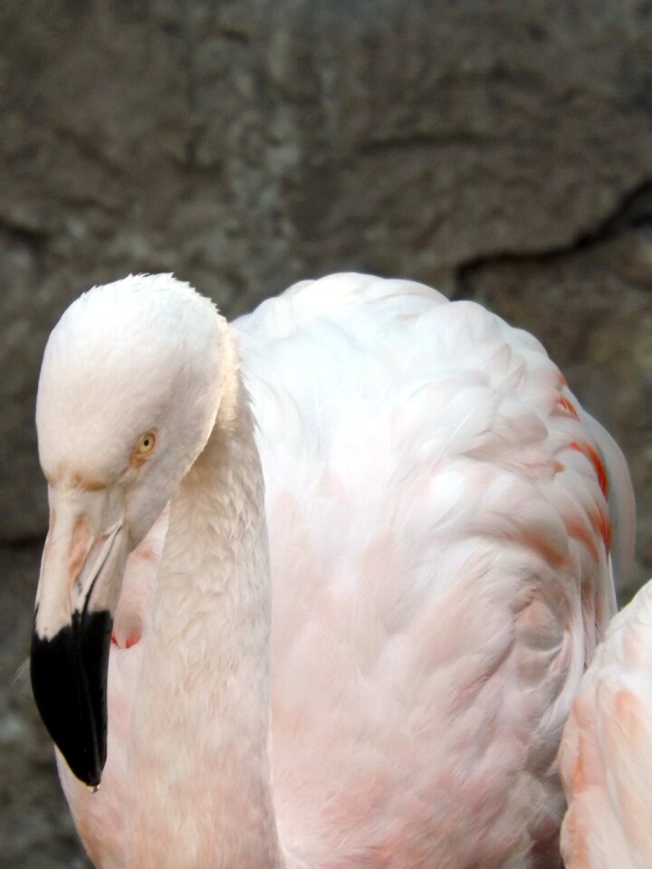 Birds nature zoo