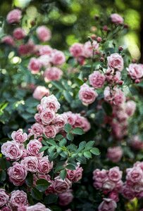 Blur flower nature