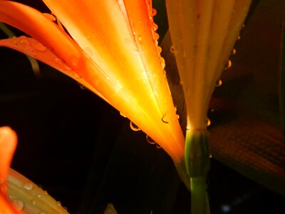 Orange wet drops
