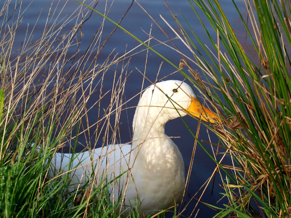 Pet lake