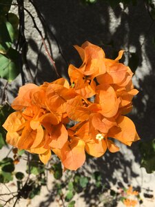 Petal summer flower garden photo