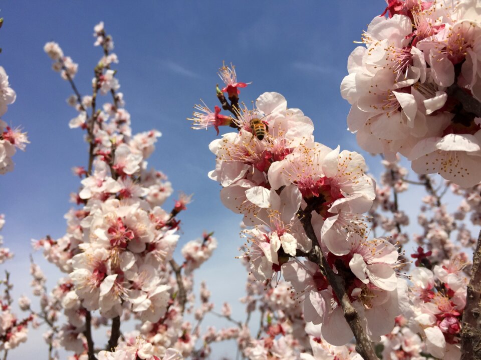 Peach blossom bee sky