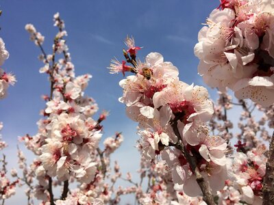 Peach blossom bee sky photo