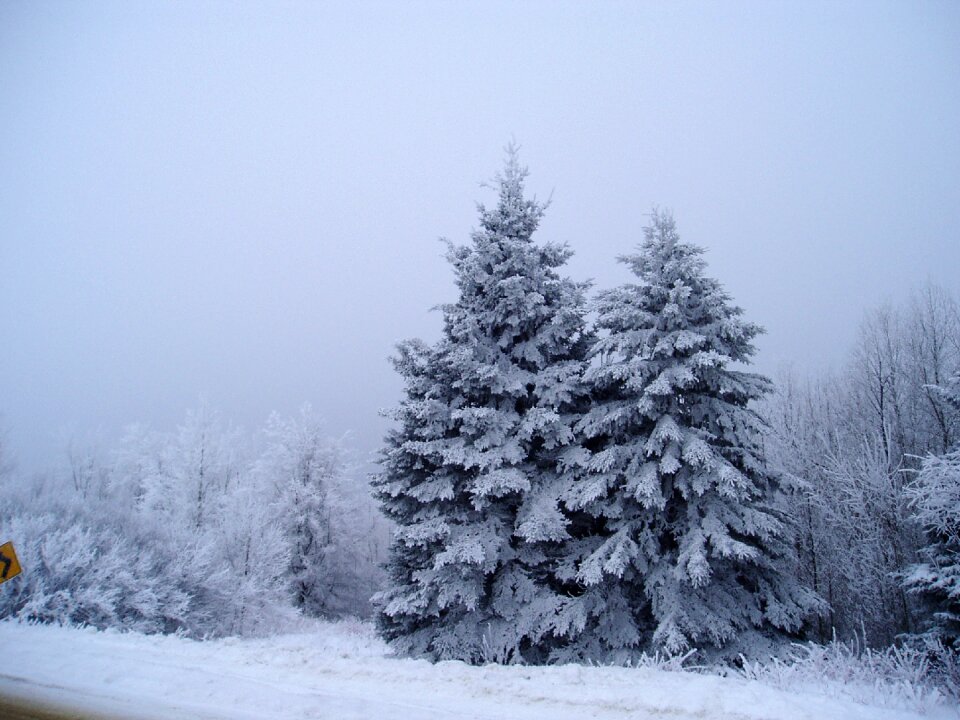 Tree cold season