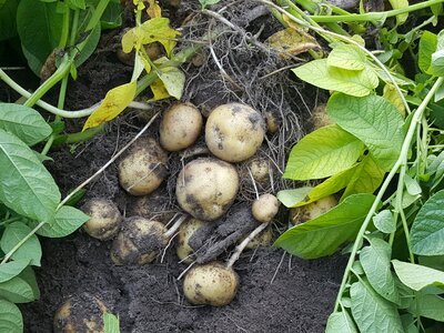 Starch potatoes agriculture food photo
