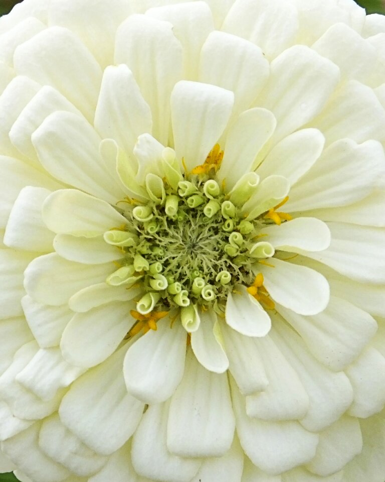 White flower macro bloom