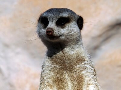 Alert animal look