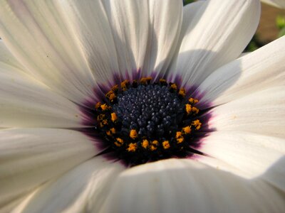 White blossom close up plant