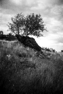 Nature black and white monochrome photo