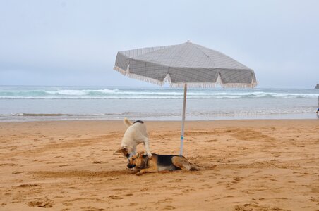 Dog holiday sand photo
