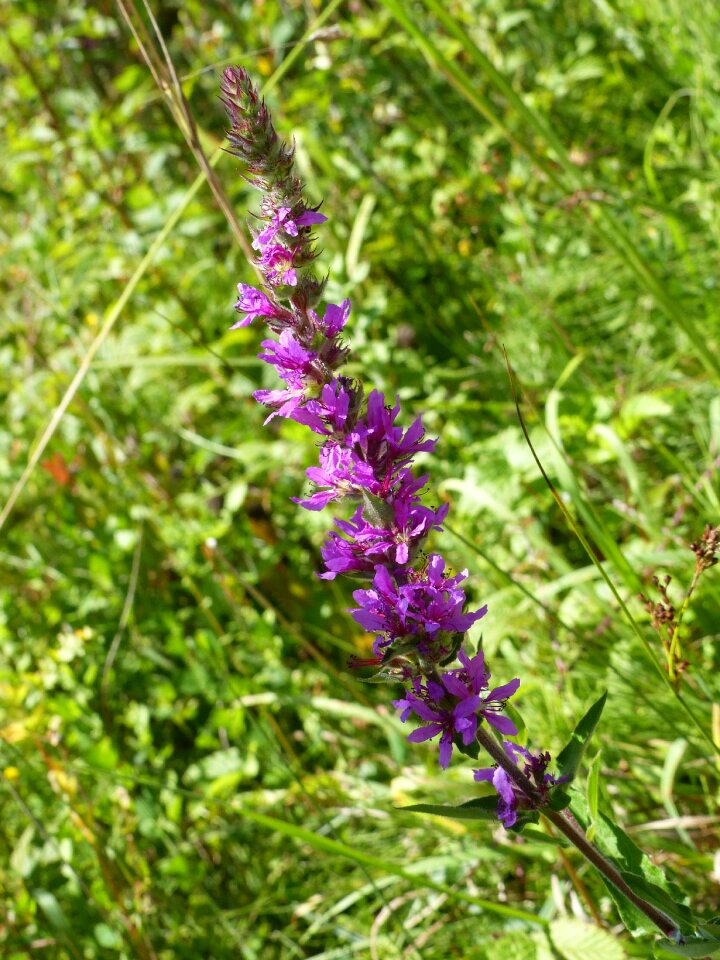 Floral scape purple