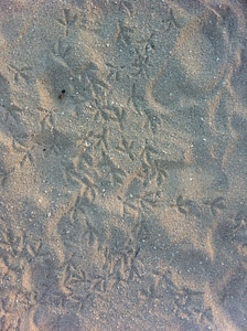 Print beach foot photo