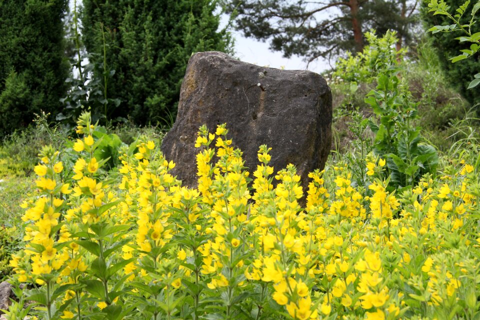 Blossom bloom yellow flower photo