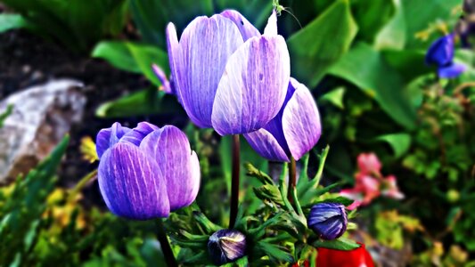Garden spring plant