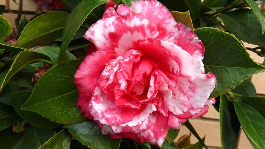 Shrub garden nature